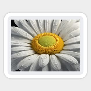 White Daisy Macro 2 Sticker